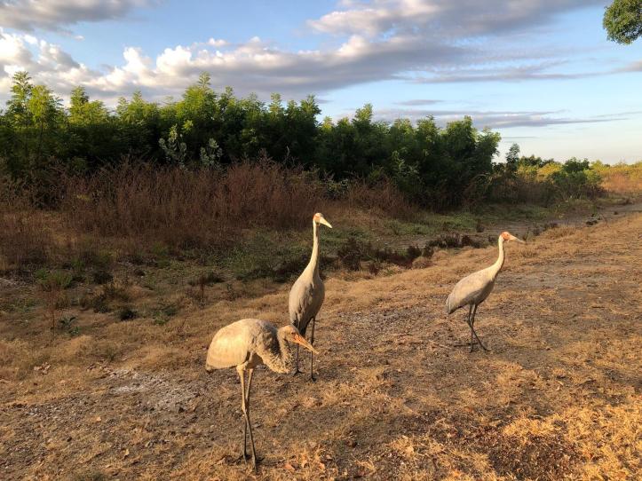 Brolgas at Karumba Caravan Park