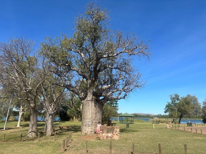 Ancient Baobah Tree, Lake Kununurra, Kununurra Western Australia