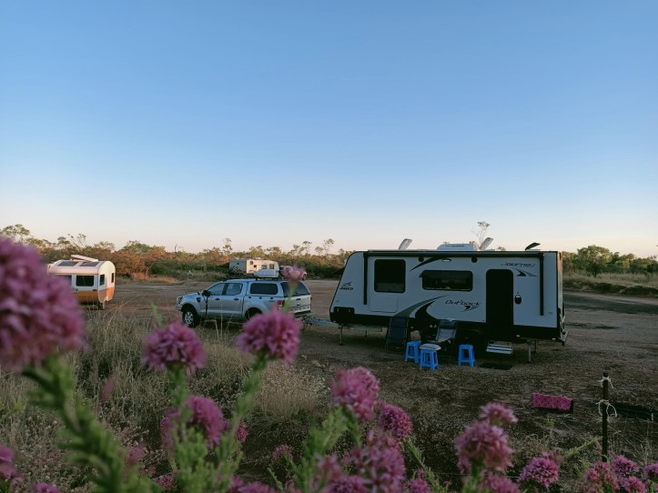Wild Flowers at Sunrise Gravel Pit Timber Creek