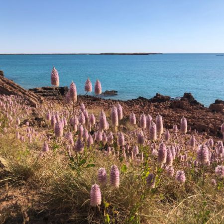 Wildflower at Cape Keraudren, Western Australia