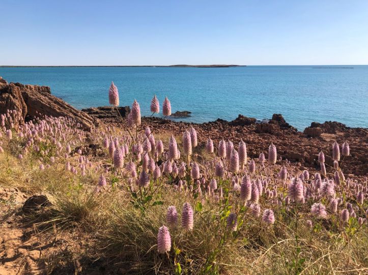 Wildflower at Cape Keraudren, Western Australia