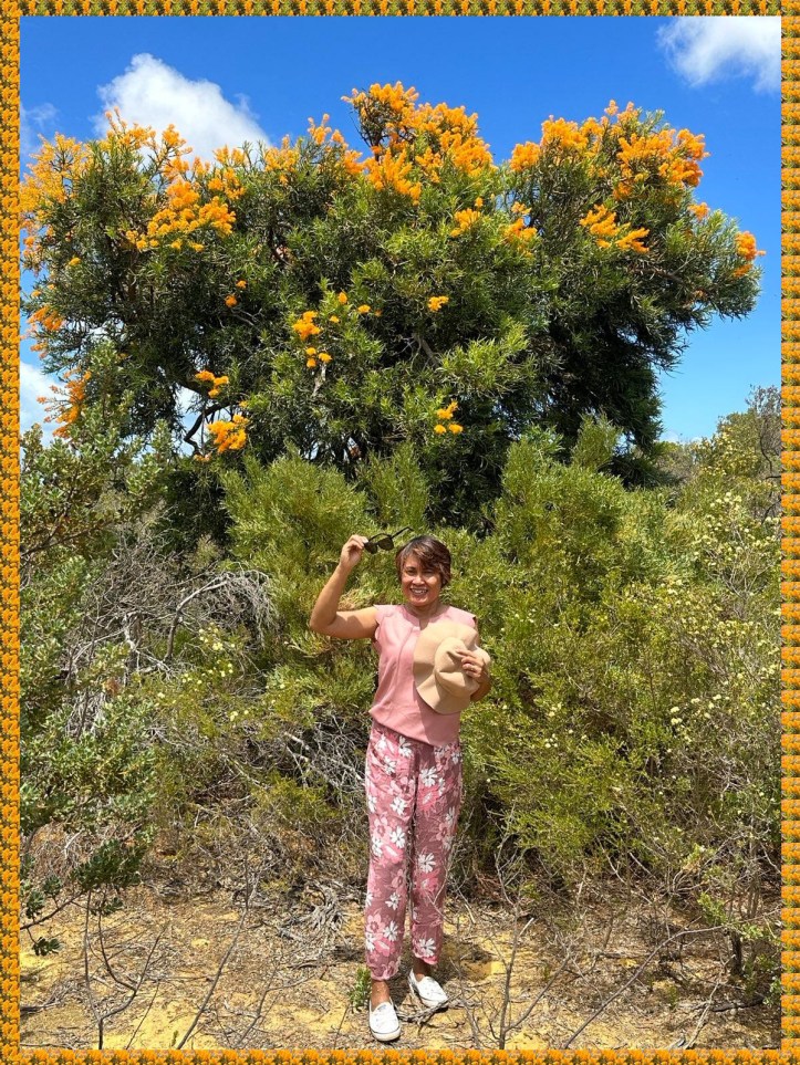 West Australian Christmas Tree at the Pinnacles, Western Australia
